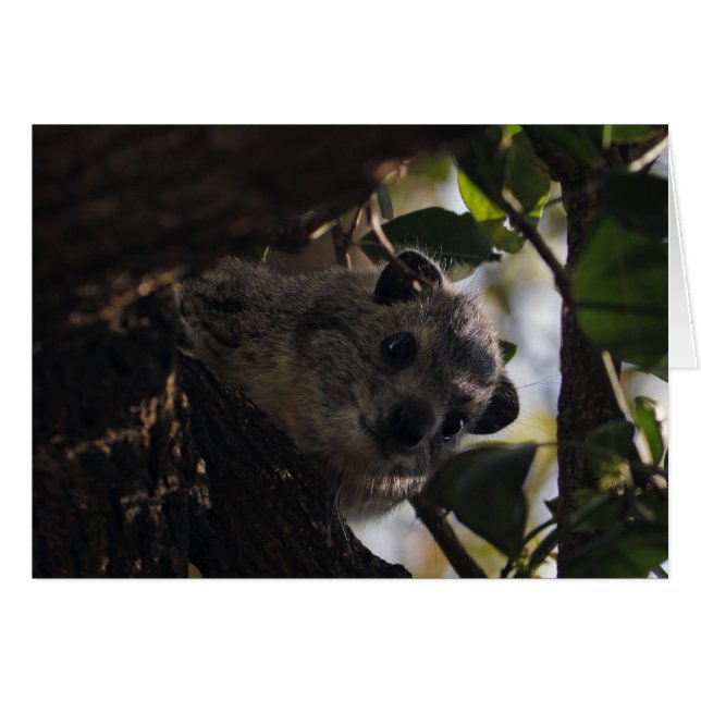 Bush Hyrax (Anverso (Horizontal))