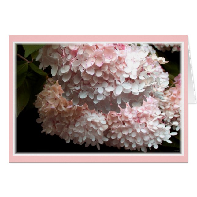 Bushes de Hydrangea Rosada (Anverso (Horizontal))