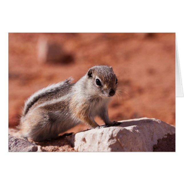 Búsqueda esperanzadora (Anverso (Horizontal))