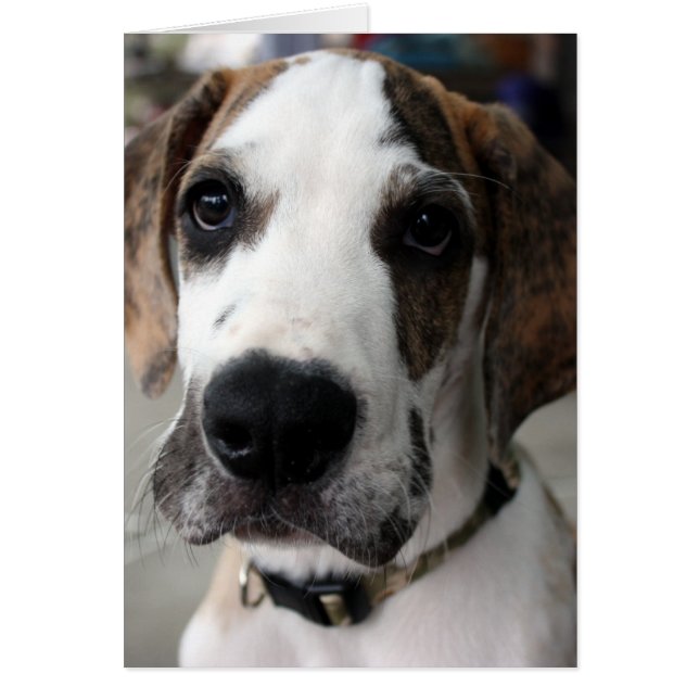 buster 1 (Frente)