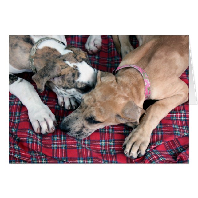 buster y jade (Anverso (Horizontal))