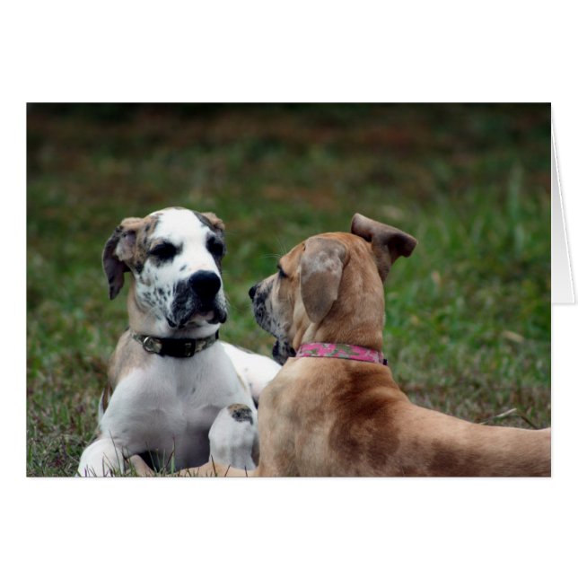 buster y jade 3 (Anverso (Horizontal))