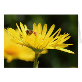 Busy Bee