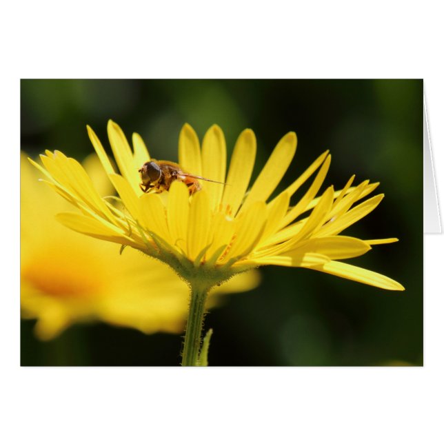 Busy Bee (Anverso (Horizontal))