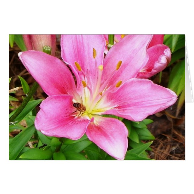 Busy Bee (Anverso (Horizontal))