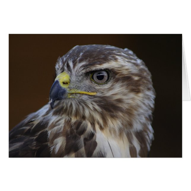 Buteo (Anverso (Horizontal))