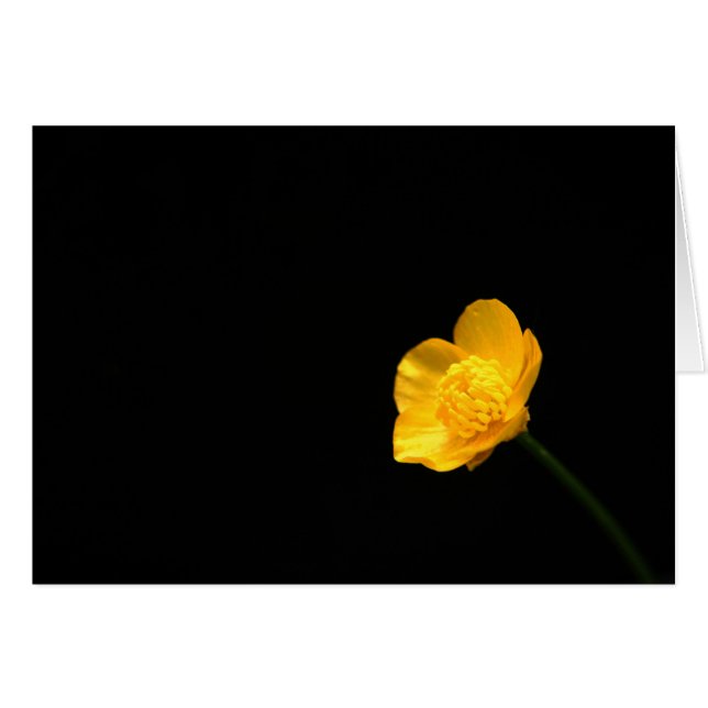 Buttercup Flower gcccna (Anverso (Horizontal))