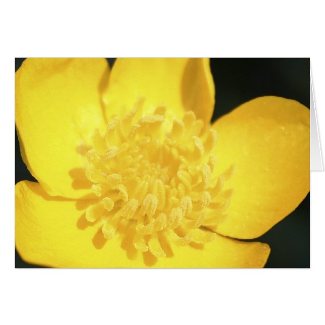 Buttercup - notelet/tarjeta en blanco (Anverso (Horizontal))