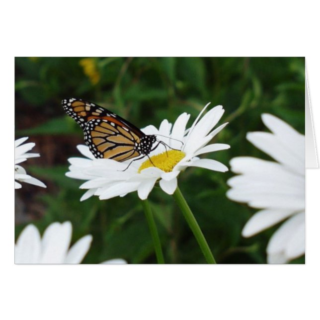 Butterfly Daisy (Anverso (Horizontal))