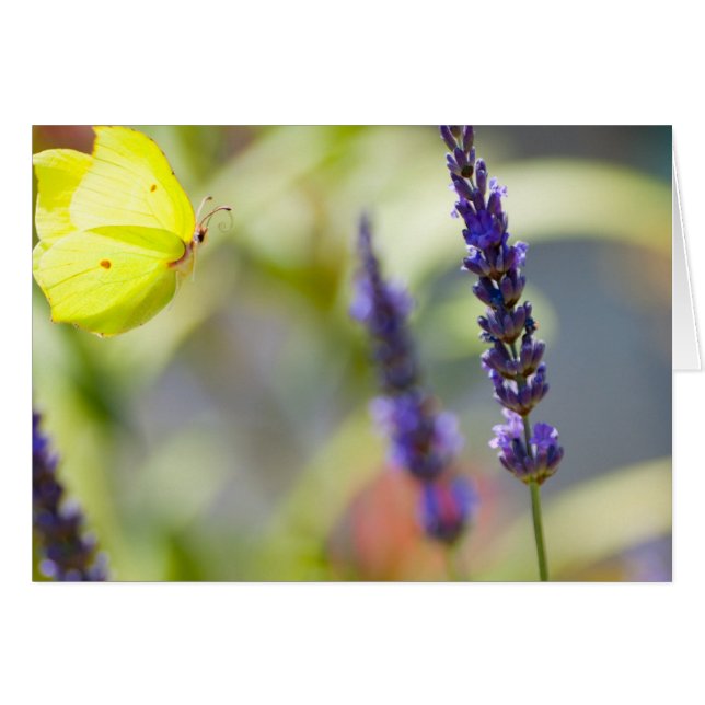butterfly en vuelo (Anverso (Horizontal))