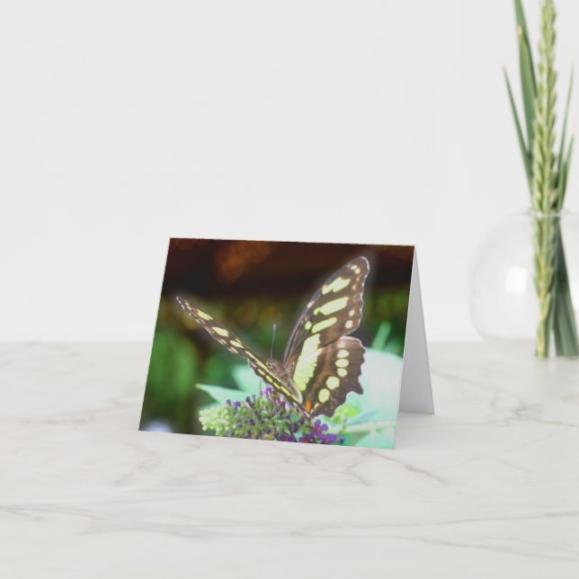 Butterfly On Flower Nature Photography  (Anverso)