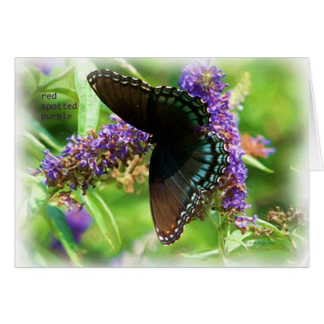 butterfly_red_spotted_purple_0233_Paint (Anverso (Horizontal))