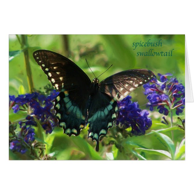 butterfly_spicebush_1769x_Paint (Anverso (Horizontal))