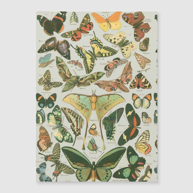 Butterfly Vintage Antiguo Butterflies Art (Anverso)