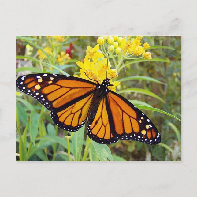 Butterfy monarca - postal (Anverso)