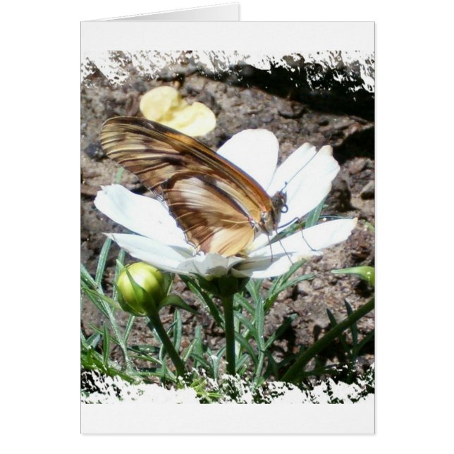 Butterly en la flor (Frente)