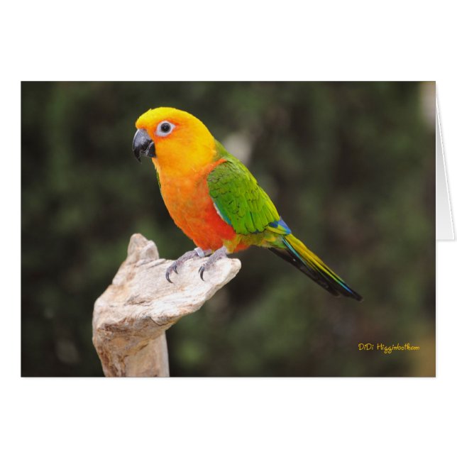 Butters I (Anverso (Horizontal))