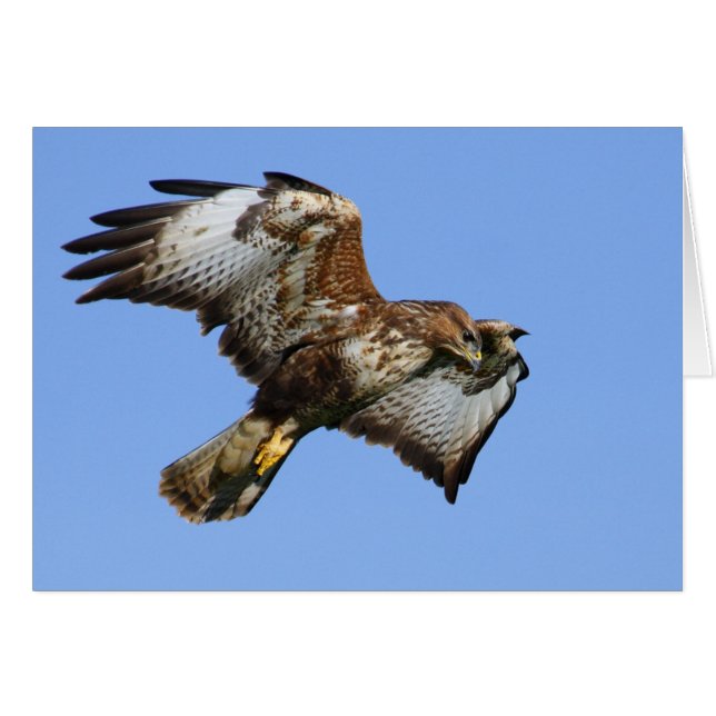 Buzzard 1 (Anverso (Horizontal))