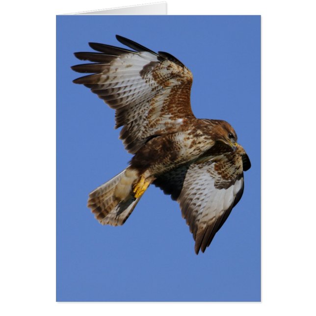Buzzard 2 (Frente)