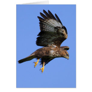 Buzzard 3