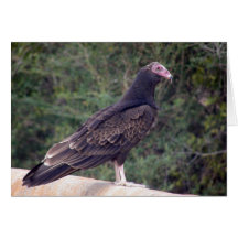 Buzzard - Me alegra que te sientas mejor