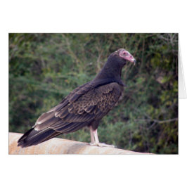 Buzzard - Me alegra que te sientas mejor