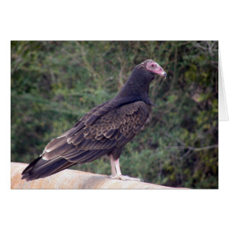 Buzzard - Me alegra que te sientas mejor