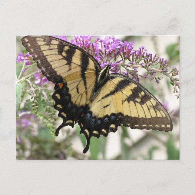 BZ - Postales de mariposa de cola Swallowtail (Anverso)