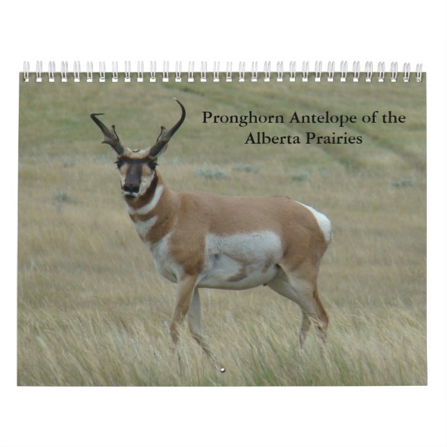 C11 Calendario de Antelopes de Pronghorn (Tapa)