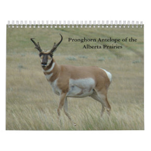 C11 Calendario de Antelopes de Pronghorn