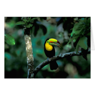 CA, Panamá, NP Soberanía, Tucán Pico Cañón