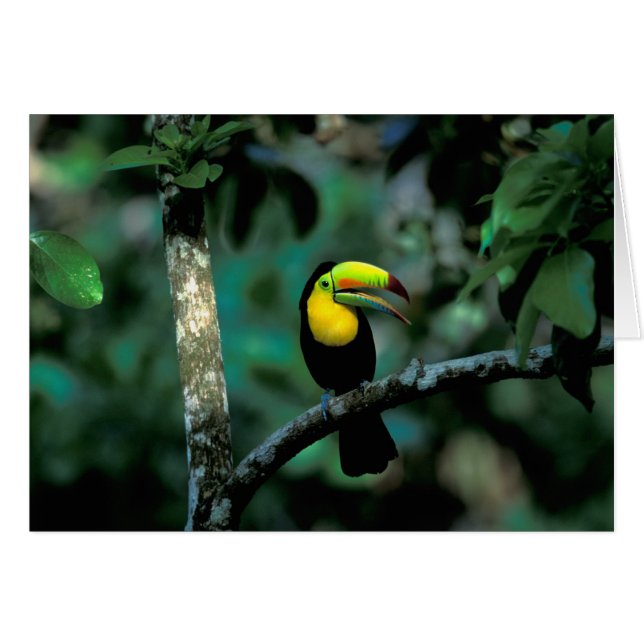 CA, Panamá, NP Soberanía, Tucán Pico Cañón (Anverso (Horizontal))