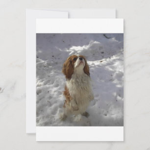 caballería en la nieve