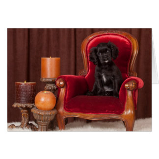 Caballero Negro Rey Charles Spaniel