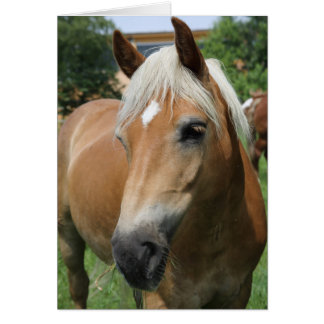 caballo