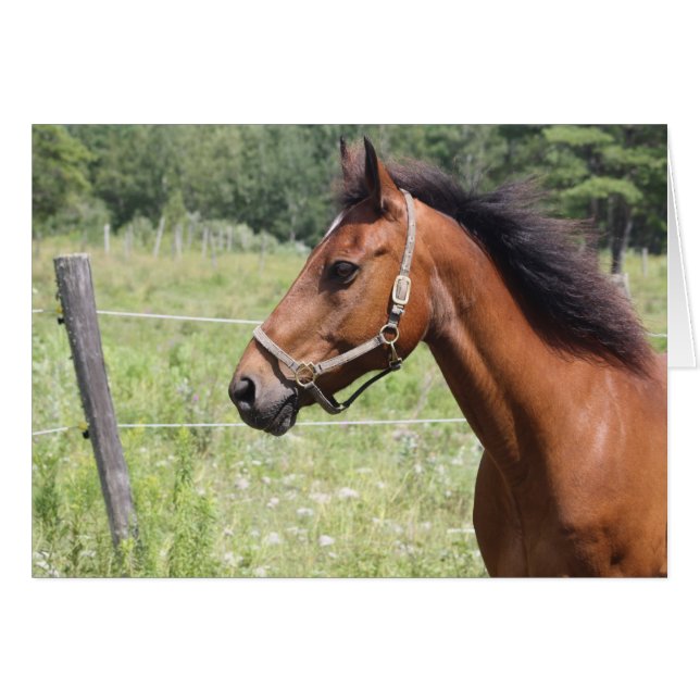 Caballo (Anverso (Horizontal))