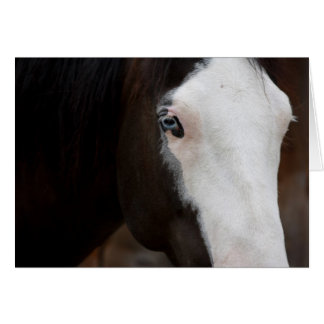 Caballo