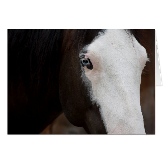 Caballo (Anverso (Horizontal))