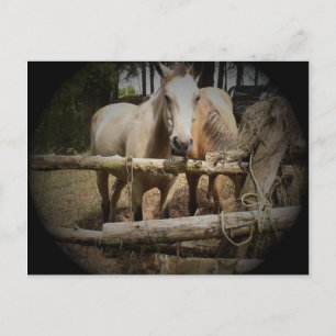 CABALLO 1 postal