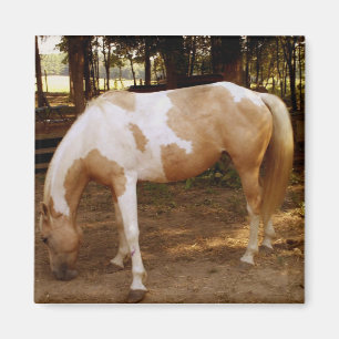 Caballo 3, imán