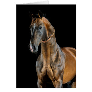 Caballo Akhal-Teke