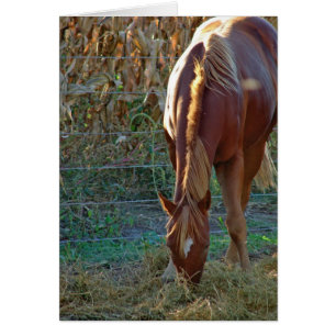 Caballo al atardecer