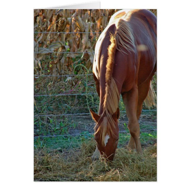 Caballo al atardecer (Frente)