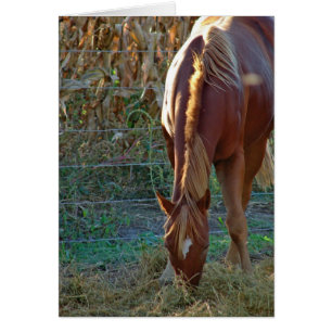 Caballo al atardecer
