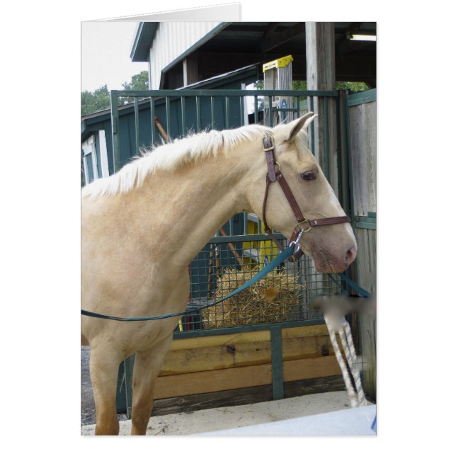 Caballo Amarillo (Frente)