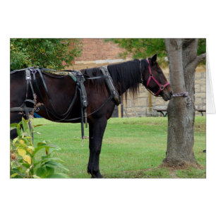Caballo Amish Esperando en Iowa Rural