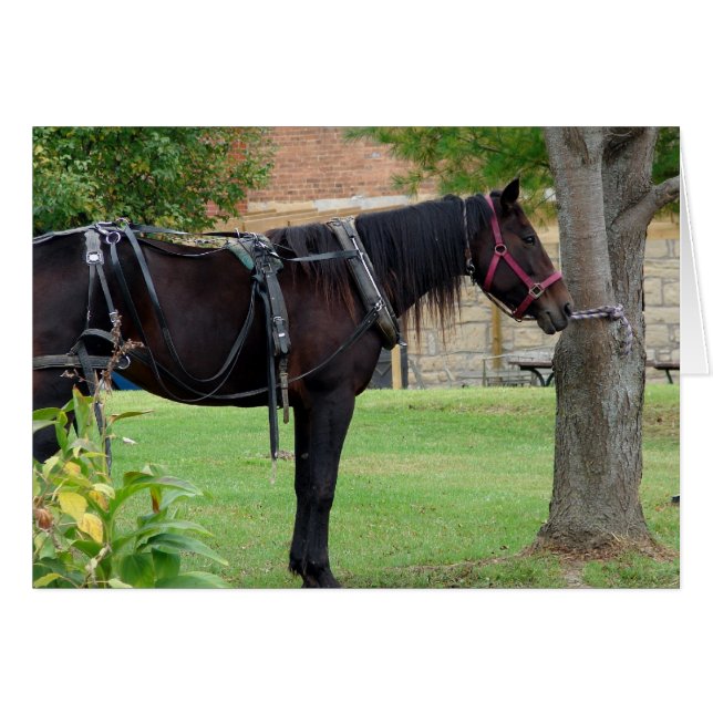 Caballo Amish Esperando en Iowa Rural (Anverso (Horizontal))