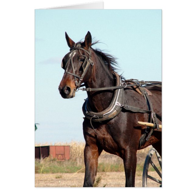 Caballo Amish rural y buggy (Frente)
