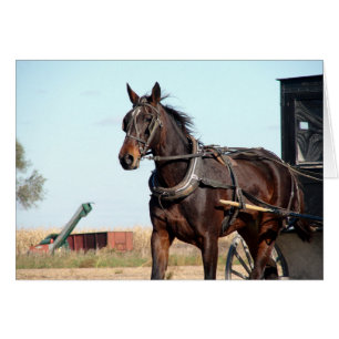 Caballo Amish rural y buggy