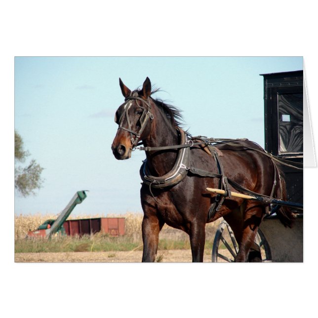 Caballo Amish rural y buggy (Anverso (Horizontal))